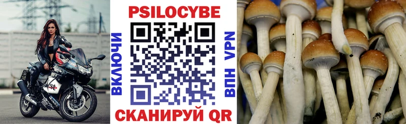 Псилоцибиновые грибы Psilocybe  ссылка на мегу зеркало  Тамбов 